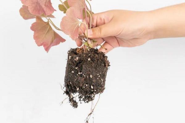 超美的礬根,秋天搬外邊一曬,越曬顏色越好看 超美的礬根,秋天搬外邊一曬,越曬顏色越好看