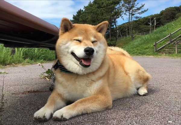 “買狗一時爽,養狗火葬場”的狗,勸你三思再入手 “買狗一時爽,養狗火葬場”的狗,勸你三思再入手