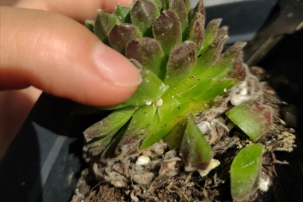 該治蚧殼蟲了，這4類農藥是蚧殼蟲的剋星，科學使用，包治蚧殼蟲