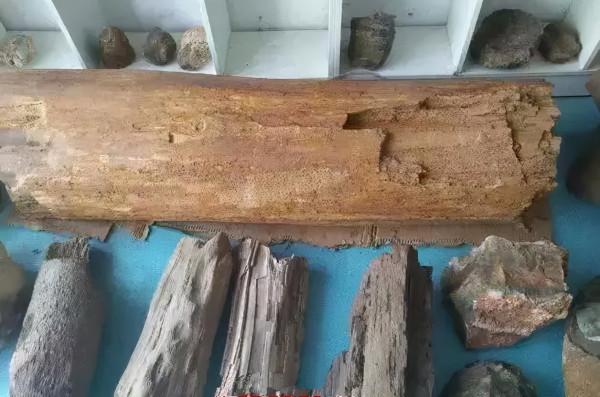 木化石，億萬年前的遺世孤品
