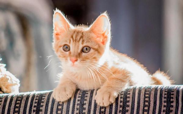 為什麼貓死後找不到屍體，它們都去哪兒了？看完令人感慨