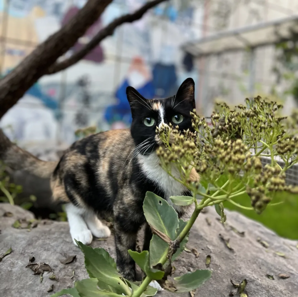 貓別墅還能這麼玩兒？