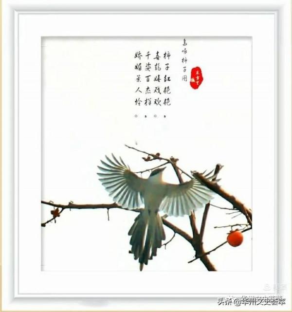 華州李坡一景：鳥啄柿子