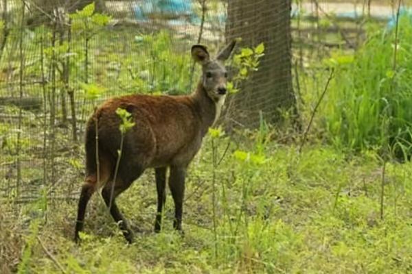 瀕危林麝現身廣西,毫無自保能力的它,為何能活到現在還沒滅絕? 瀕危林麝現身廣西,毫無自保能力的它,為何能活到現在還沒滅絕?