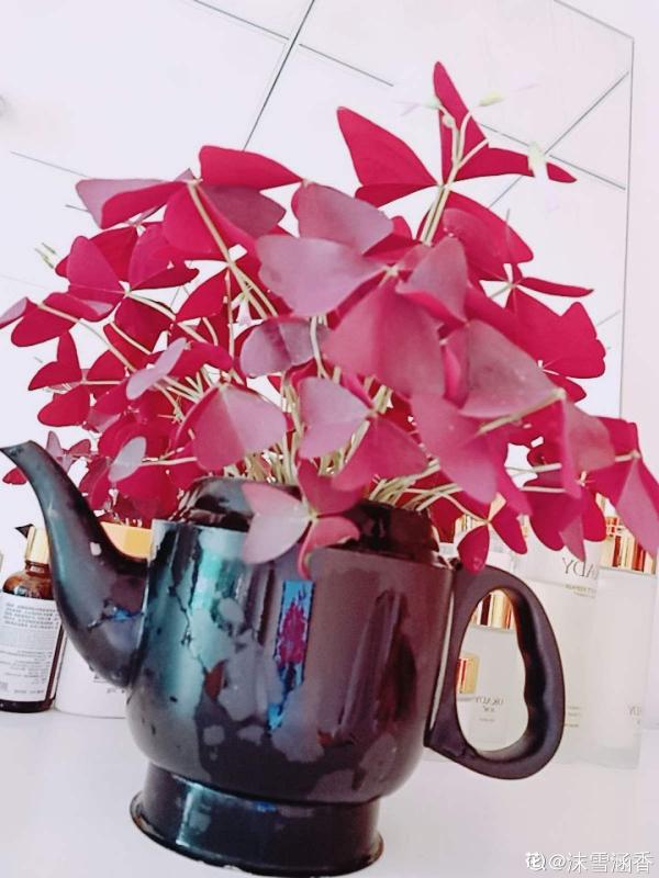 不走尋常路!水壺變盆栽,只需這3步,小巧精緻花樣多 不走尋常路!水壺變盆栽,只需這3步,小巧精緻花樣多