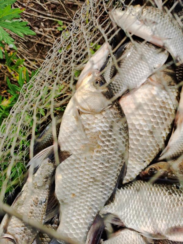 我本來想著搶在洪峰前釣釣魚，沒成想差點沒走出來……