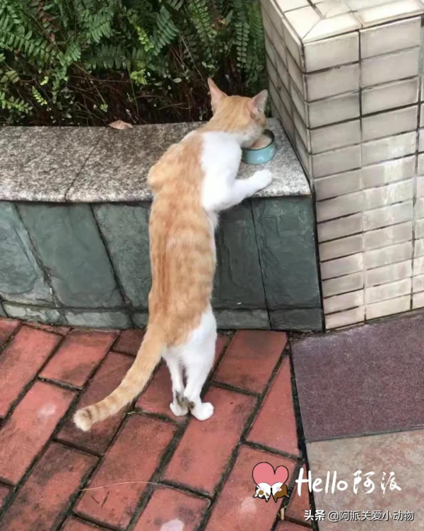 阿派救助基金公示 : 碰瓷大王，未成年三花少女的心機得逞