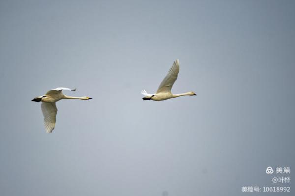 龍感湖的小天鵝 圖文/葉 樺