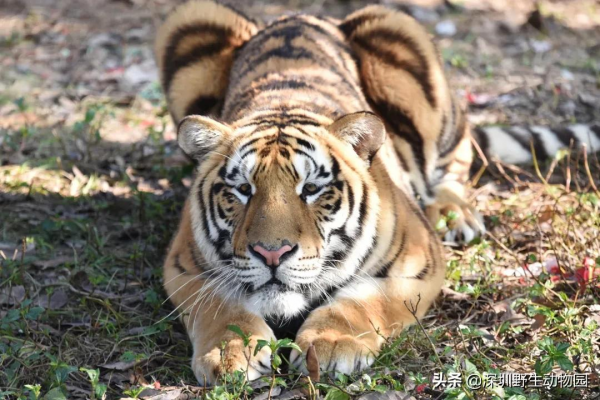 噓！大年初三睡到飽