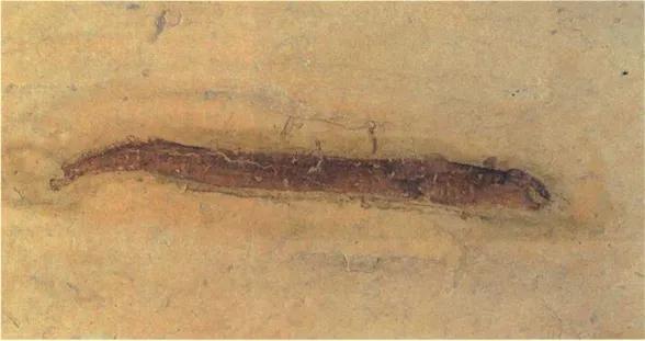 中生鰻：恐龍時代的水中吸血鬼