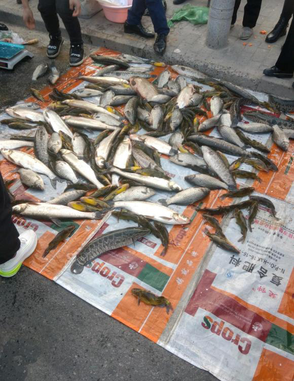 釣魚人在菜市場賣魚？老釣友：這魚獲看起來不像釣的