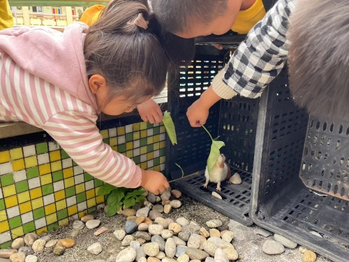 東陽市佐村中心幼兒園：偶遇荷蘭豬