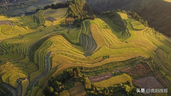 貴定臘利梯田黃了，農業觀光異常火爆