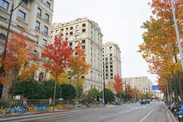 新一波地圖來了~除了北美紅楓和銀杏，普陀還有什麼好看？