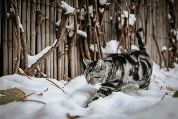 小貓咪會不會怕踩疼了雪呢? 小貓咪會不會怕踩疼了雪呢?