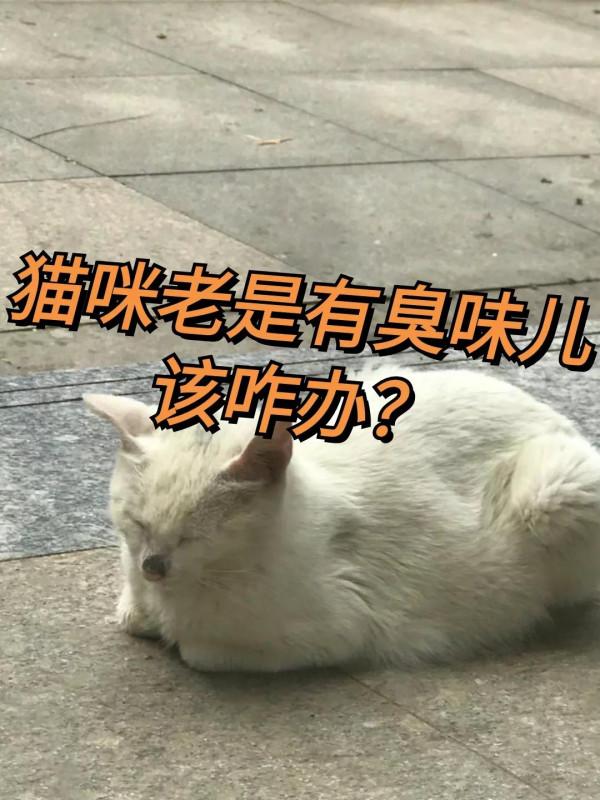 明明經常洗澡，貓咪身上為什麼還會有臭味兒？