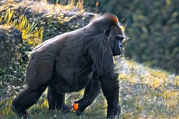 人與自然和諧共生教育:陸生動物​(二) 人與自然和諧共生教育:陸生動物​(二)
