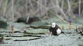 它們是這樣“做作業”的…… 它們是這樣“做作業”的……