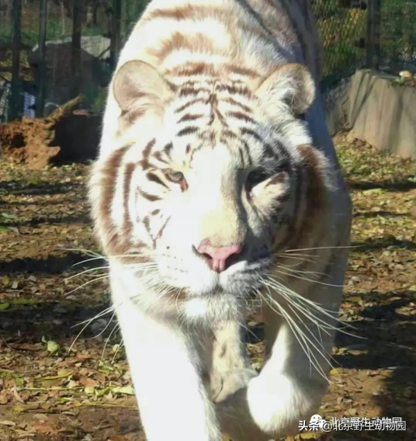 大爆料丨與萌虎來一場新年的約會 大爆料丨與萌虎來一場新年的約會