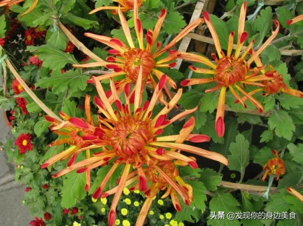 傲霜菊花奪人眼