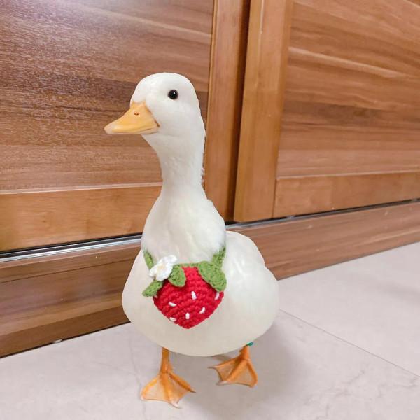 王思聰養的寵物鴨為什麼那麼貴?普通人為什麼不建議養? 王思聰養的寵物鴨為什麼那麼貴?普通人為什麼不建議養?