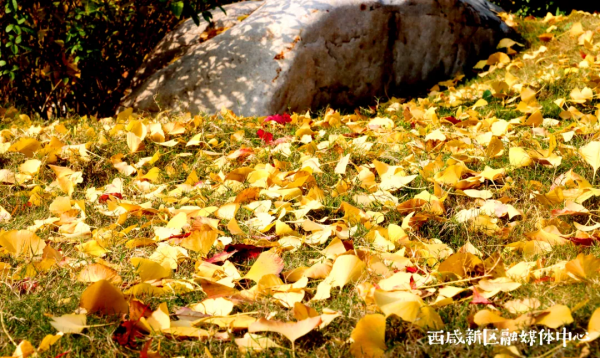 這樣的西鹹新區,愛了! 這樣的西鹹新區,愛了!