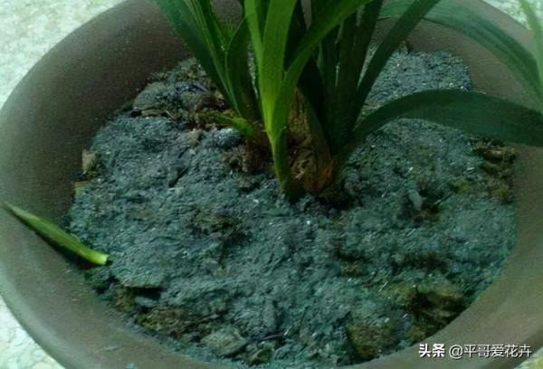 在家自制3種“澆花水”，除病菌、驅蟲子、防爛根，效果特別好