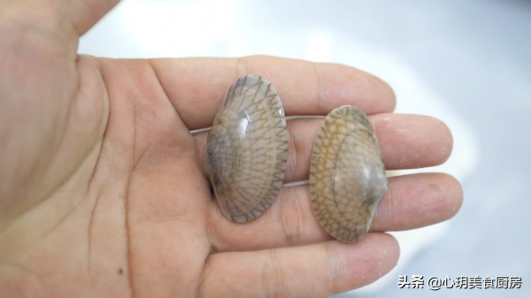 別再爭論了，花蛤、花甲、文蛤區別有多大，這篇文章看完你就懂了