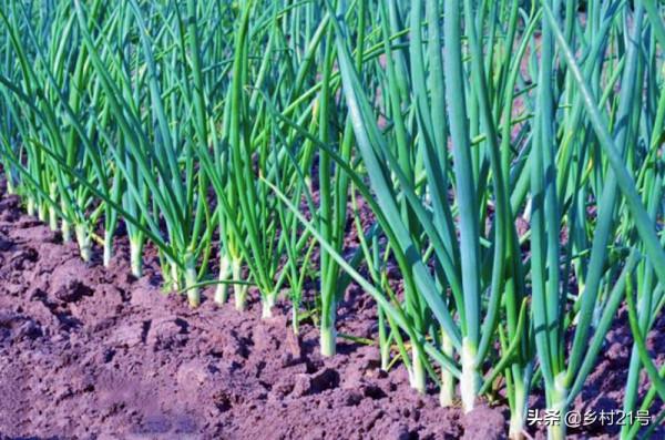 立冬後趕緊種植這三種蔬菜，冬天必備效益還高，附加高產種植技巧