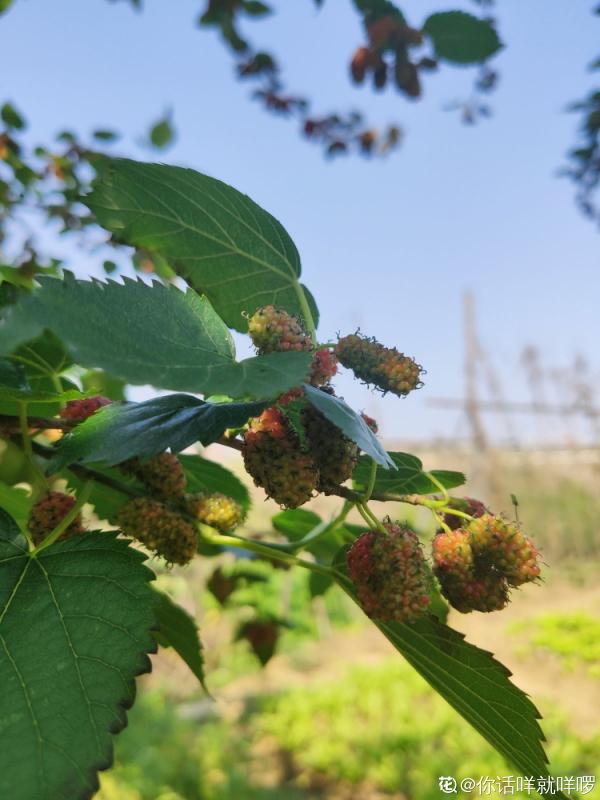 6種植物,就因為諧音不好,父母不惜和我大吵一架 6種植物,就因為諧音不好,父母不惜和我大吵一架