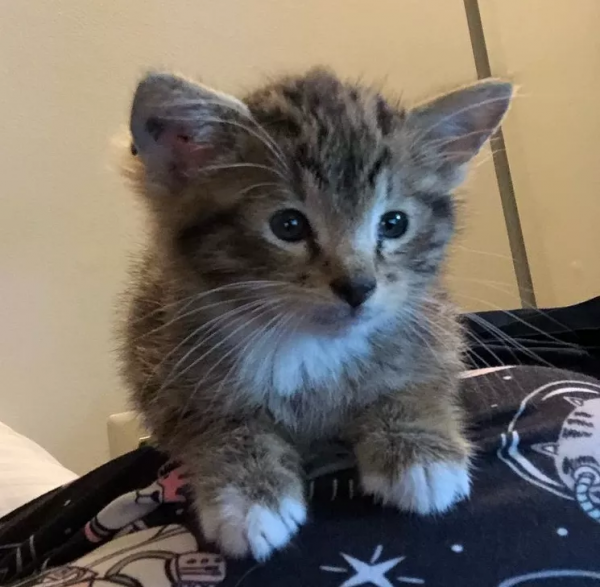 鏟屎官只想領養一隻小貓咪，卻一不小心，領回了一隻全球限量款