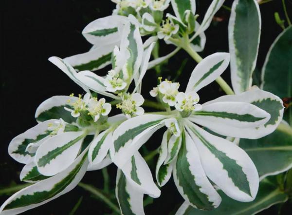 100種有毒的花和果，生活中很常見，出門要小心，避免受傷害