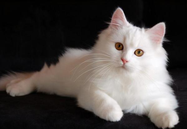 貓界排行榜之懂事的貓，它們不會忘恩負義