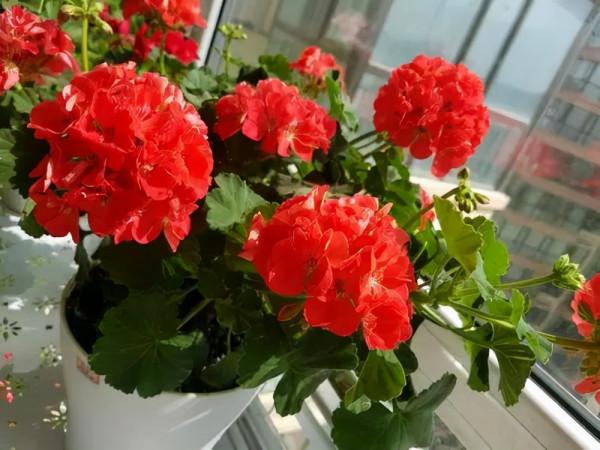 若是發現盆土長出4種“小東西”,建議斷水、換盆,防止根系腐爛 若是發現盆土長出4種“小東西”,建議斷水、換盆,防止根系腐爛