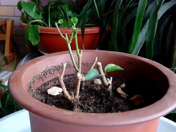 立冬後,這3種花要“一剪光”,促“休眠”保肥力,來年開爆盆 立冬後,這3種花要“一剪光”,促“休眠”保肥力,來年開爆盆