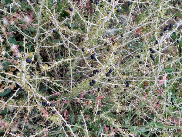 新疆遊記 | 塔什庫爾幹:有一個朋友叫“老卡” 新疆遊記 | 塔什庫爾幹:有一個朋友叫“老卡”