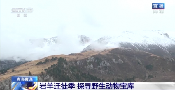 野生動物頻繁現身林場！看岩羊遷徙季下的天然寶庫