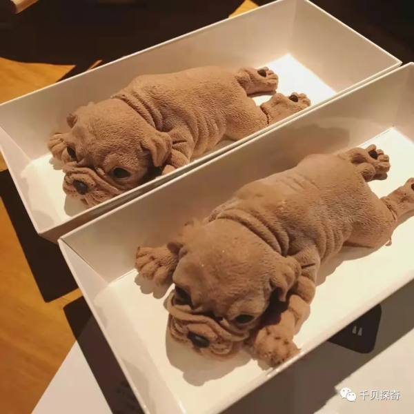 萌寵大比拼！狗狗：誰還不是個小可愛呢？萌化了