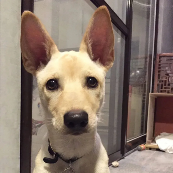 小狗以為自己被退養，嚇到跌坐在地，網友心疼哭：好想抱抱它