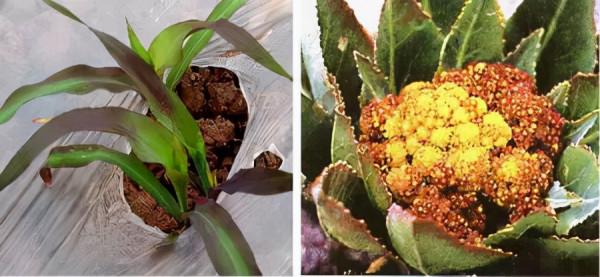 超全植物肥料知識,建議收藏 超全植物肥料知識,建議收藏