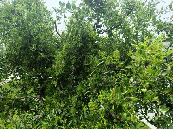 警惕園林植物花葉、小葉、縮葉