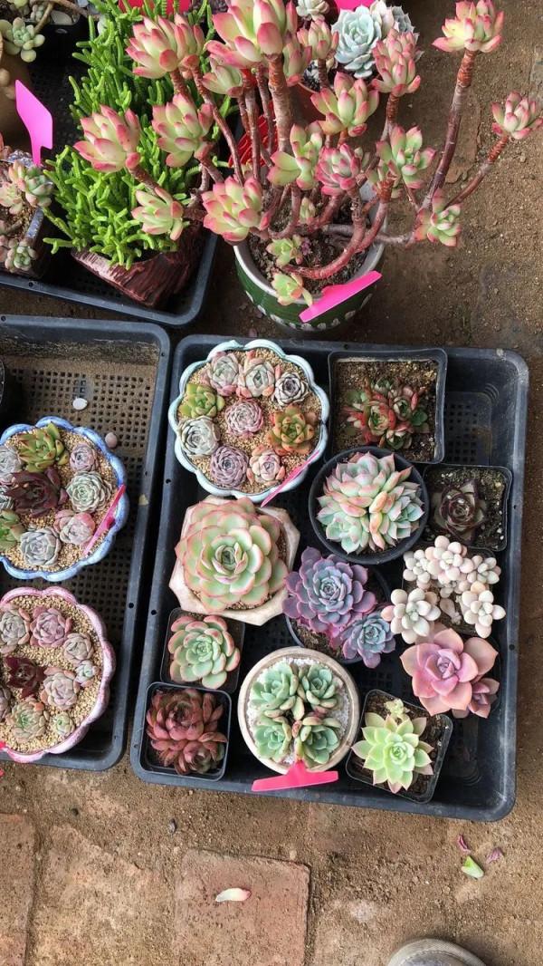 多肉，屬於我的小美好！願所有人的愛好都能被溫柔以待