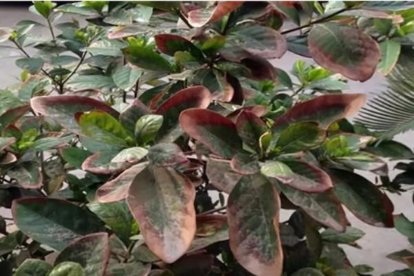 盆栽養花如何正確施肥?一分鐘學習氮磷鉀三種肥料的作用 盆栽養花如何正確施肥?一分鐘學習氮磷鉀三種肥料的作用