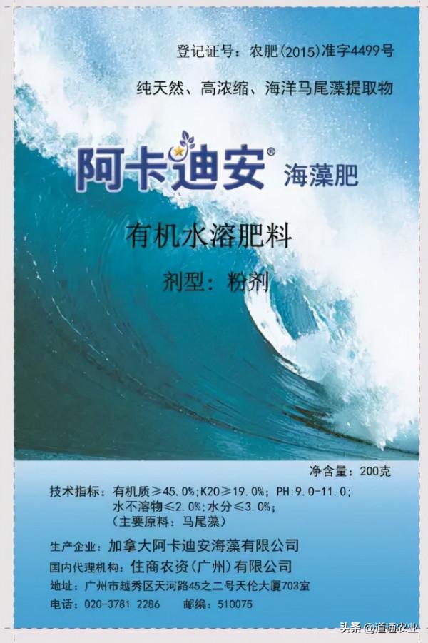 連續降溫，做好灰黴病預防非常重要