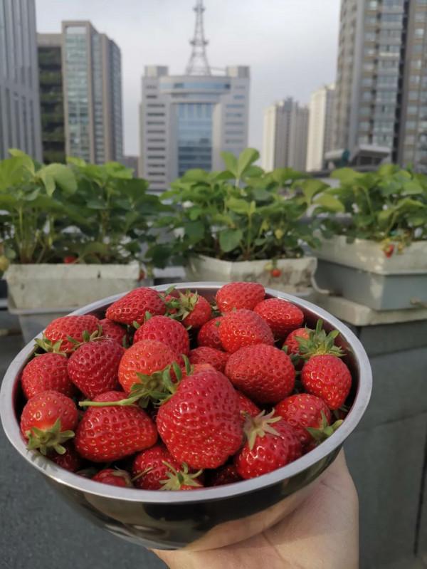 難忘的2021年樓頂菜園(上) 難忘的2021年樓頂菜園(上)