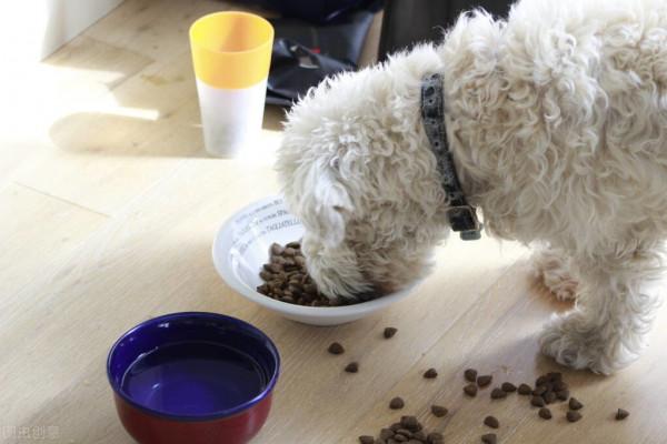 這幾種狗好養、價格還便宜，寵物店一般不推薦給你