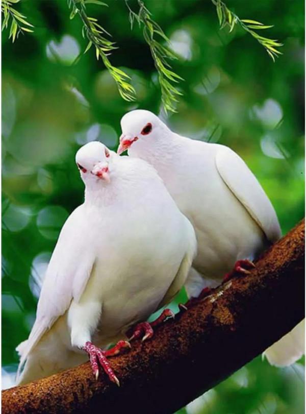 一對對鳥兒!相棲相伴、相親相愛 一對對鳥兒!相棲相伴、相親相愛