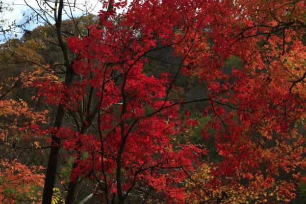 遼寧清原筐子溝楓葉正紅