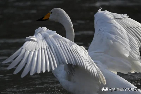 冬季到新疆看天鵝~