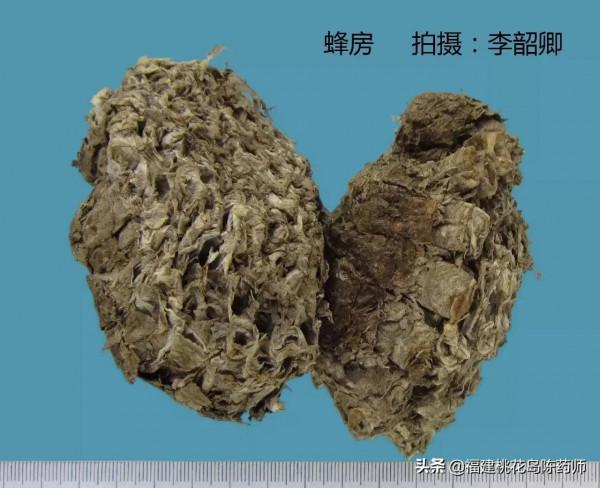 分享李紹卿老師拍攝的三十四種動物藥